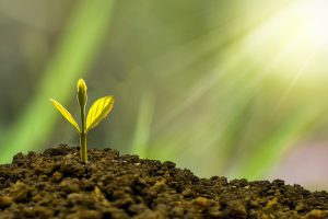 Planting Trees Planting Trees