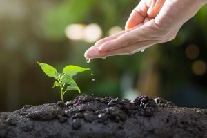 Planting Trees Planting Trees