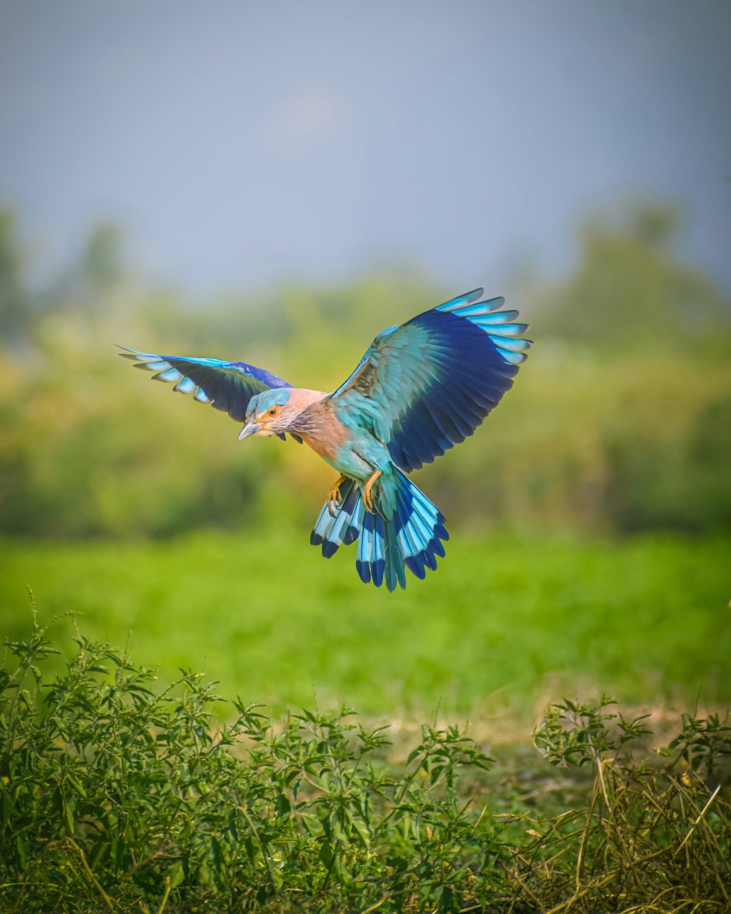 The beautiful and harmful nature